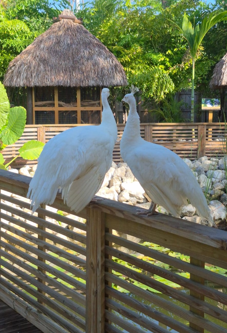 PHOTO-2025-06-09-12-11-24-8